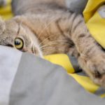 Воспитание домашних кошек