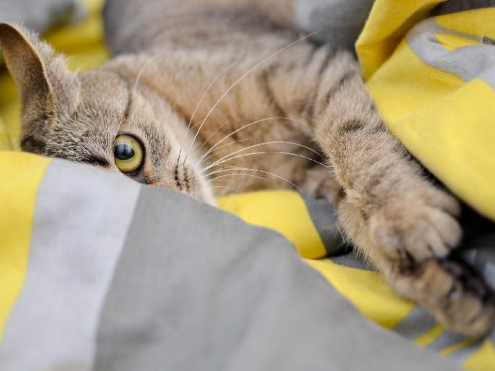 Воспитание домашних кошек