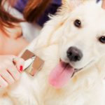 Вычесывание собаки: ну как же ее заставить лежать спокойно