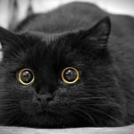 8 интересных фактов о черных кошках