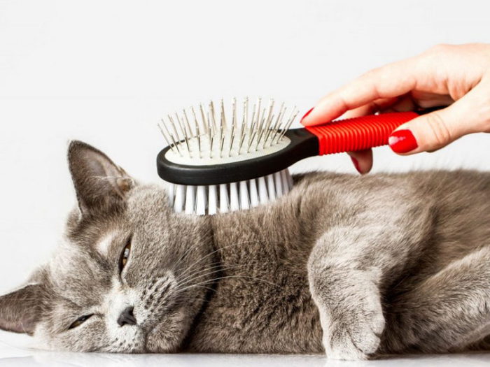 Как ухаживать за котом