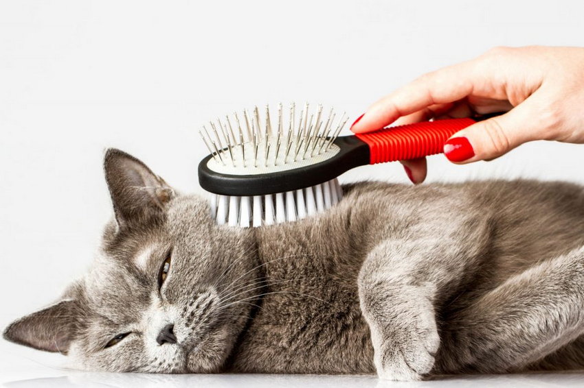 Как ухаживать за котом