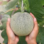 Как бороться с болезнями бахчевых культур?