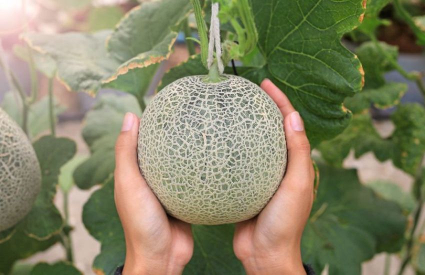 Как бороться с болезнями бахчевых культур?