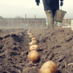 Как правильно и в срок посадить картошку?