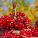 Калина красная: ягода от многих недугов и вкусный десерт