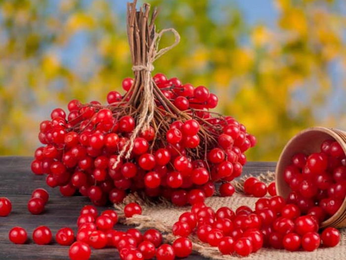 Калина красная: ягода от многих недугов и вкусный десерт