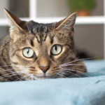 Как кормить кастрированную или стерилизованную кошку?