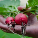 5 причин включить в свой рацион редиску