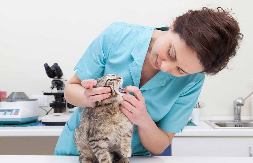 В каких случаях стоит обращаться к ветеринару?