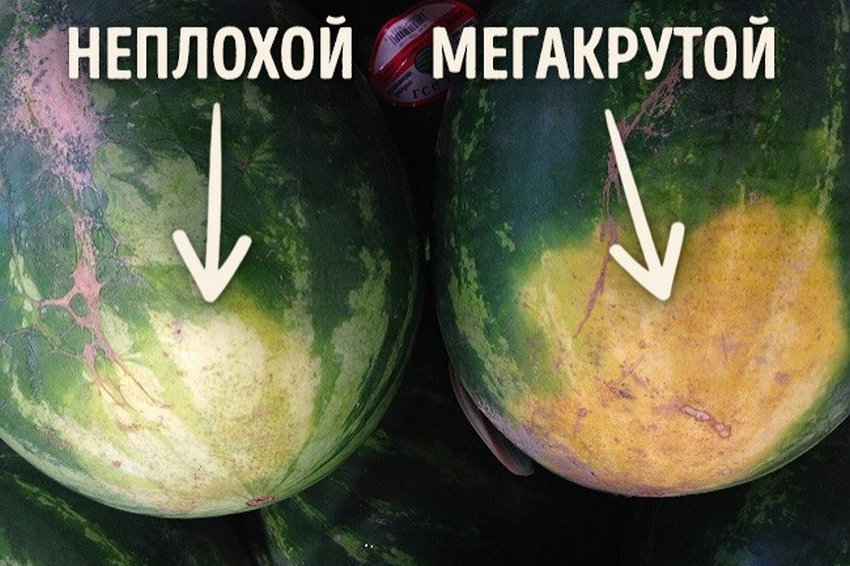 Как правильно выбрать хороший арбуз?
