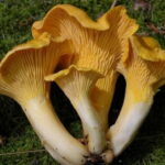 Не задумывались, почему лисички никогда не бывают червивыми?
