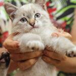 Что нельзя делать с кошкой, чтобы не нарушить идиллию