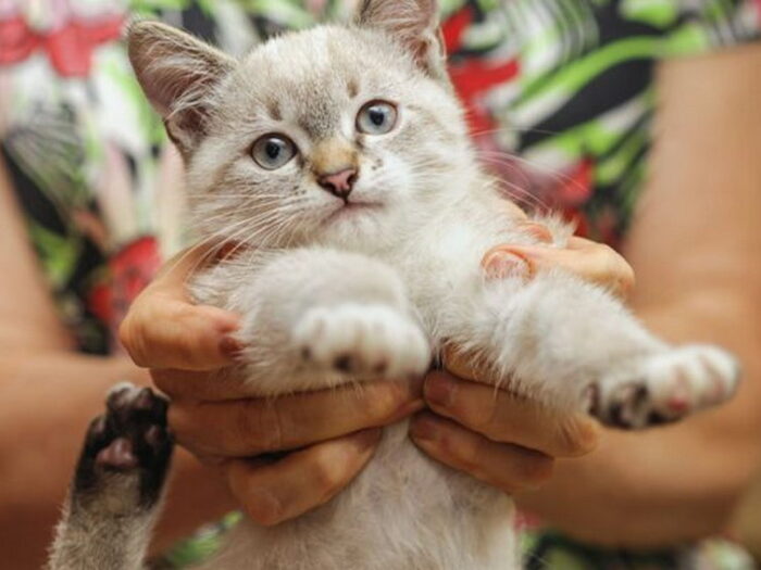 Что нельзя делать с кошкой, чтобы не нарушить идиллию
