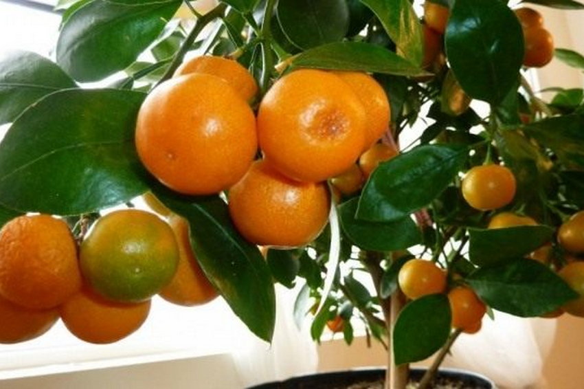 Как вырастить мандарин из косточки в домашних условиях.