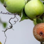 Почему гниют яблоки и можно ли спасти урожай?