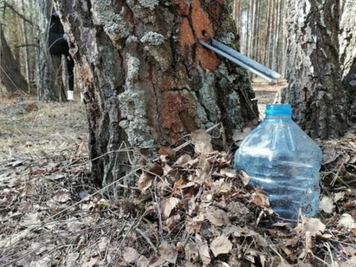 Березовый сок: действительно ли он полезен для здоровья