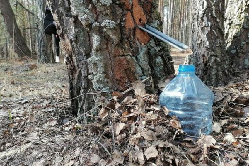 Березовый сок: действительно ли он полезен для здоровья