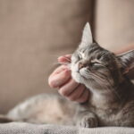 Как обеспечить котенку комфортную жизнь в новом доме