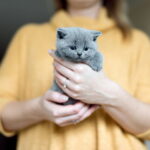 Как ухаживать за котом