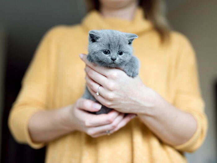 Как ухаживать за котом
