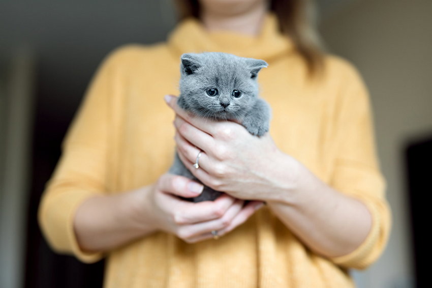 Как ухаживать за котом