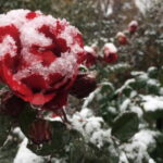Чтобы розы хорошо перезимовали