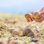5 народных примет и секреты для выращивания картофеля