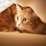 Что делать, если кот отказывается от еды