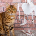 5 советов: Как отучить кота драть обои