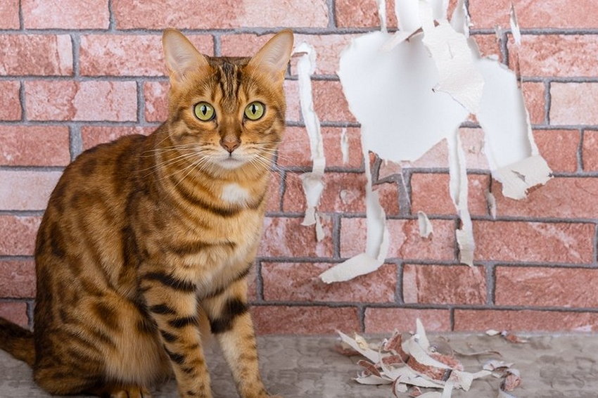 5 советов: Как отучить кота драть обои