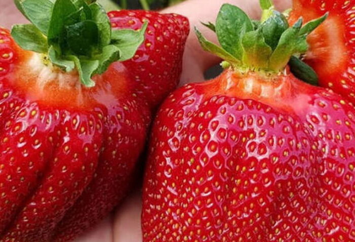 Клубничное разнообразие
