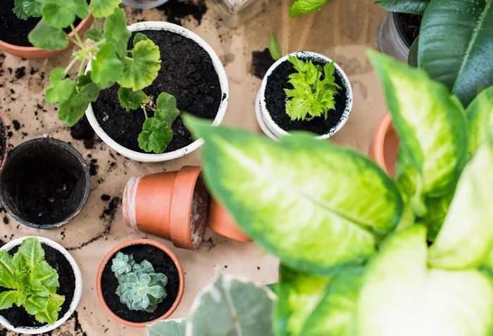 Весенний уход за комнатными растениями: основные правила