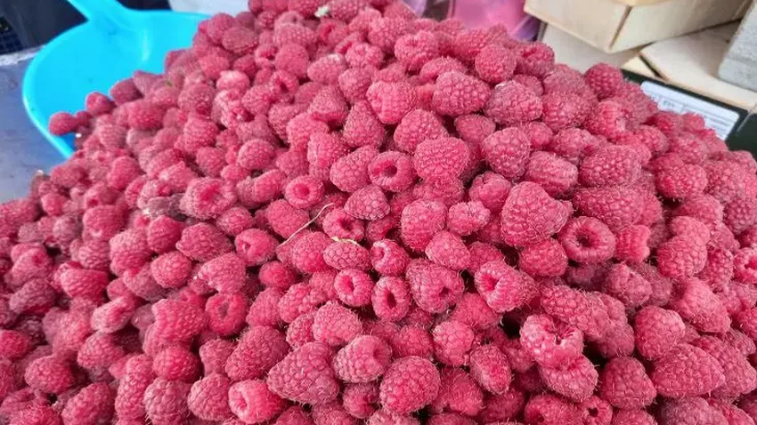 Как получить небывалый урожай малины