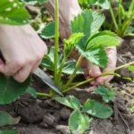 Обрезаем клубнику после сбора урожая: прием для плодовитости кустов