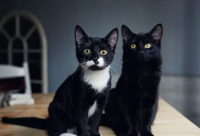 9 вещей, которые вам нужно знать о вашей кошке