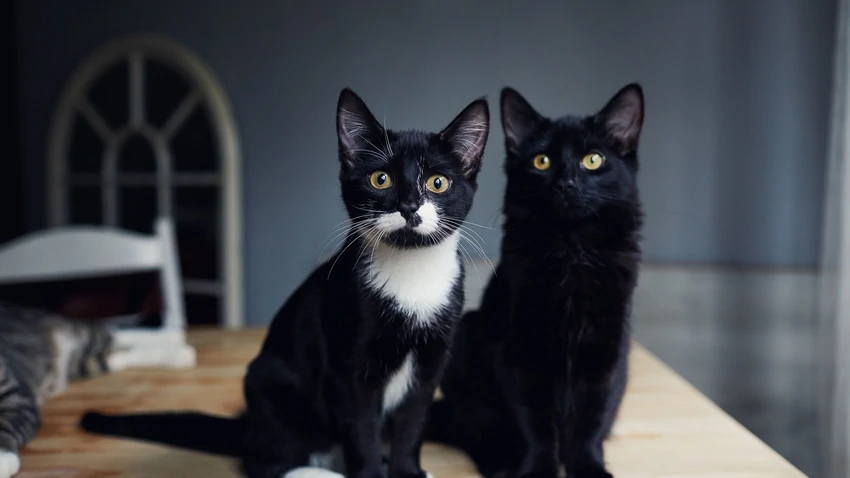 9 вещей, которые вам нужно знать о вашей кошке